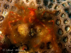 Orangutan Crab (Achaeus japonicus) in Anilao, Philippines. by Richard Witmer 